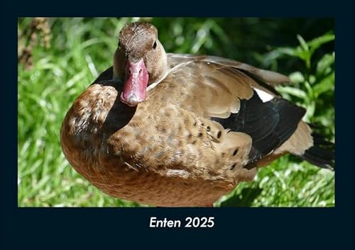 Enten 2025 Fotokalender DIN A4: Monatskalender mit Bild-Motiven von Haustieren, Bauernhof, wilden Tieren und Raubtieren Enten 2025 Fotokalender DIN A4: Monatskalender mit Bild-Motiven von Haustieren, Bauernhof, wilden Tieren und Raubtieren