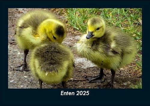 Enten 2025 Fotokalender DIN A5: Monatskalender mit Bild-Motiven von Haustieren, Bauernhof, wilden Tieren und Raubtieren Enten 2025 Fotokalender DIN A5: Monatskalender mit Bild-Motiven von Haustieren, Bauernhof, wilden Tieren und Raubtieren