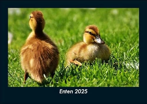 Enten 2025 Fotokalender DIN A5: Monatskalender mit Bild-Motiven von Haustieren, Bauernhof, wilden Tieren und Raubtieren Enten 2025 Fotokalender DIN A5: Monatskalender mit Bild-Motiven von Haustieren, Bauernhof, wilden Tieren und Raubtieren