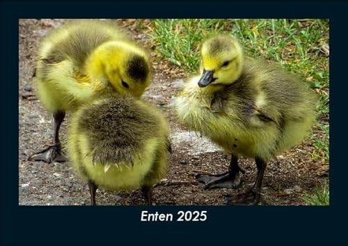 Enten 2025 Fotokalender DIN A5: Monatskalender mit Bild-Motiven von Haustieren, Bauernhof, wilden Tieren und Raubtieren Enten 2025 Fotokalender DIN A5: Monatskalender mit Bild-Motiven von Haustieren, Bauernhof, wilden Tieren und Raubtieren