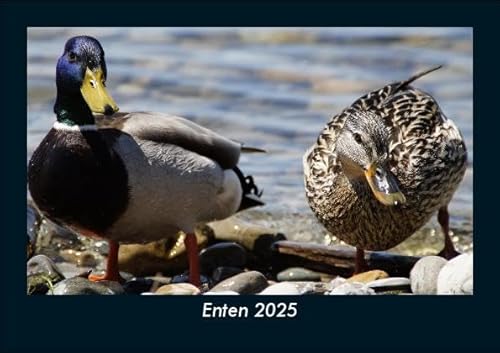 Enten 2025 Fotokalender DIN A5: Monatskalender mit Bild-Motiven von Haustieren, Bauernhof, wilden Tieren und Raubtieren Enten 2025 Fotokalender DIN A5: Monatskalender mit Bild-Motiven von Haustieren, Bauernhof, wilden Tieren und Raubtieren