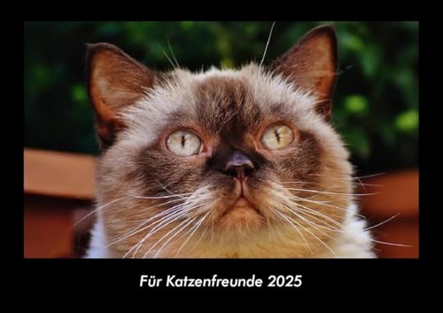 Für Katzenfreunde 2025 Fotokalender DIN A3: Monatskalender mit Bild-Motiven von Haustieren, Bauernhof, wilden Tieren und Raubtieren Für Katzenfreunde 2025 Fotokalender DIN A3: Monatskalender mit Bild-Motiven von Haustieren, Bauernhof, wilden Tieren und Raubtieren