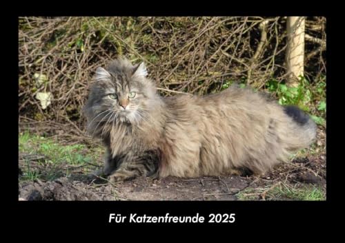 Für Katzenfreunde 2025 Fotokalender DIN A3: Monatskalender mit Bild-Motiven von Haustieren, Bauernhof, wilden Tieren und Raubtieren Für Katzenfreunde 2025 Fotokalender DIN A3: Monatskalender mit Bild-Motiven von Haustieren, Bauernhof, wilden Tieren und Raubtieren