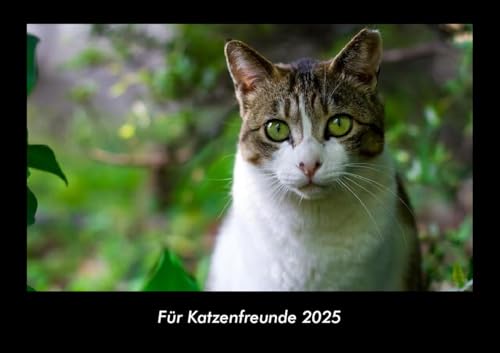 Für Katzenfreunde 2025 Fotokalender DIN A3: Monatskalender mit Bild-Motiven von Haustieren, Bauernhof, wilden Tieren und Raubtieren Für Katzenfreunde 2025 Fotokalender DIN A3: Monatskalender mit Bild-Motiven von Haustieren, Bauernhof, wilden Tieren und Raubtieren