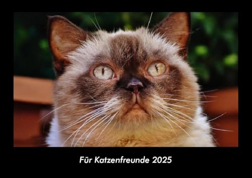 Für Katzenfreunde 2025 Fotokalender DIN A3: Monatskalender mit Bild-Motiven von Haustieren, Bauernhof, wilden Tieren und Raubtieren Für Katzenfreunde 2025 Fotokalender DIN A3: Monatskalender mit Bild-Motiven von Haustieren, Bauernhof, wilden Tieren und Raubtieren