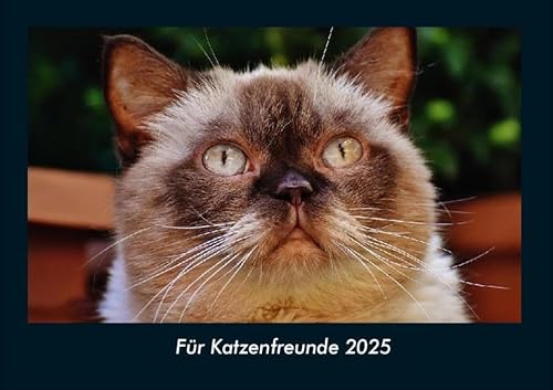 Für Katzenfreunde 2025 Fotokalender DIN A4: Monatskalender mit Bild-Motiven von Haustieren, Bauernhof, wilden Tieren und Raubtieren Für Katzenfreunde 2025 Fotokalender DIN A4: Monatskalender mit Bild-Motiven von Haustieren, Bauernhof, wilden Tieren und Raubtieren