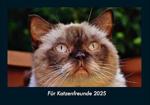 Für Katzenfreunde 2025 Fotokalender DIN A4: Monatskalender mit Bild-Motiven von Haustieren, Bauernhof, wilden Tieren und Raubtieren Für Katzenfreunde 2025 Fotokalender DIN A4: Monatskalender mit Bild-Motiven von Haustieren, Bauernhof, wilden Tieren und Raubtieren