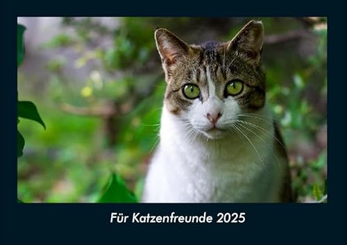 Für Katzenfreunde 2025 Fotokalender DIN A4: Monatskalender mit Bild-Motiven von Haustieren, Bauernhof, wilden Tieren und Raubtieren Für Katzenfreunde 2025 Fotokalender DIN A4: Monatskalender mit Bild-Motiven von Haustieren, Bauernhof, wilden Tieren und Raubtieren