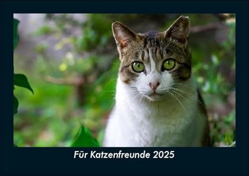 Für Katzenfreunde 2025 Fotokalender DIN A5: Monatskalender mit Bild-Motiven von Haustieren, Bauernhof, wilden Tieren und Raubtieren Für Katzenfreunde 2025 Fotokalender DIN A5: Monatskalender mit Bild-Motiven von Haustieren, Bauernhof, wilden Tieren und Raubtieren