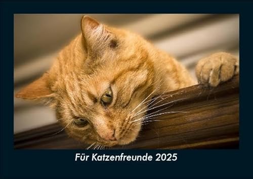 Für Katzenfreunde 2025 Fotokalender DIN A5: Monatskalender mit Bild-Motiven von Haustieren, Bauernhof, wilden Tieren und Raubtieren Für Katzenfreunde 2025 Fotokalender DIN A5: Monatskalender mit Bild-Motiven von Haustieren, Bauernhof, wilden Tieren und Raubtieren