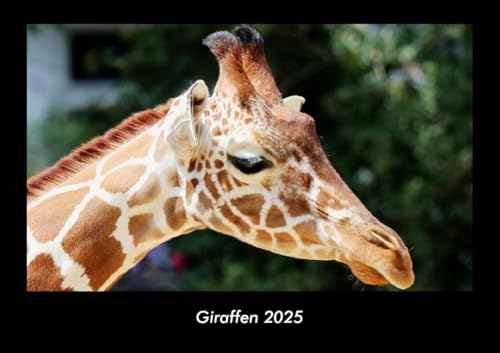 Giraffen 2025 Fotokalender DIN A3: Monatskalender mit Bild-Motiven von Haustieren, Bauernhof, wilden Tieren und Raubtieren Giraffen 2025 Fotokalender DIN A3: Monatskalender mit Bild-Motiven von Haustieren, Bauernhof, wilden Tieren und Raubtieren