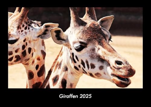 Giraffen 2025 Fotokalender DIN A3: Monatskalender mit Bild-Motiven von Haustieren, Bauernhof, wilden Tieren und Raubtieren Giraffen 2025 Fotokalender DIN A3: Monatskalender mit Bild-Motiven von Haustieren, Bauernhof, wilden Tieren und Raubtieren