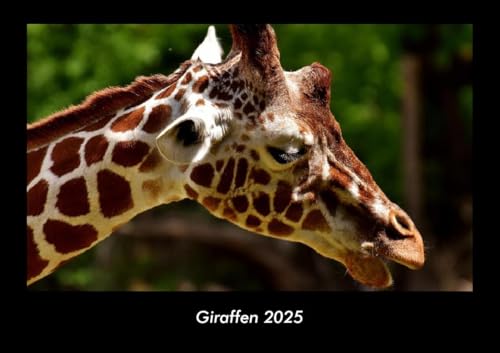 Giraffen 2025 Fotokalender DIN A3: Monatskalender mit Bild-Motiven von Haustieren, Bauernhof, wilden Tieren und Raubtieren Giraffen 2025 Fotokalender DIN A3: Monatskalender mit Bild-Motiven von Haustieren, Bauernhof, wilden Tieren und Raubtieren