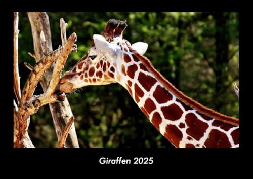 Giraffen 2025 Fotokalender DIN A3: Monatskalender mit Bild-Motiven von Haustieren, Bauernhof, wilden Tieren und Raubtieren Giraffen 2025 Fotokalender DIN A3: Monatskalender mit Bild-Motiven von Haustieren, Bauernhof, wilden Tieren und Raubtieren