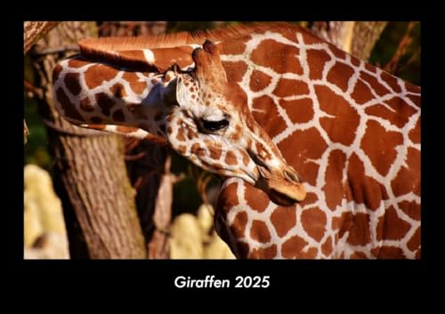 Giraffen 2025 Fotokalender DIN A3: Monatskalender mit Bild-Motiven von Haustieren, Bauernhof, wilden Tieren und Raubtieren Giraffen 2025 Fotokalender DIN A3: Monatskalender mit Bild-Motiven von Haustieren, Bauernhof, wilden Tieren und Raubtieren