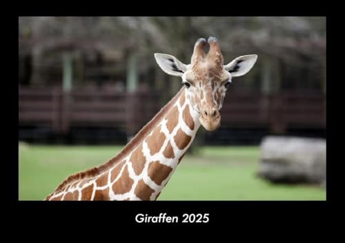 Giraffen 2025 Fotokalender DIN A3: Monatskalender mit Bild-Motiven von Haustieren, Bauernhof, wilden Tieren und Raubtieren Giraffen 2025 Fotokalender DIN A3: Monatskalender mit Bild-Motiven von Haustieren, Bauernhof, wilden Tieren und Raubtieren