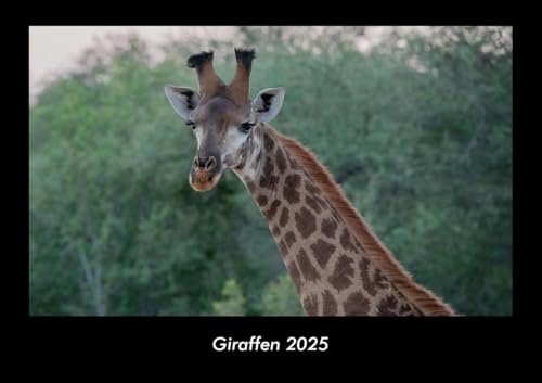 Giraffen 2025 Fotokalender DIN A3: Monatskalender mit Bild-Motiven von Haustieren, Bauernhof, wilden Tieren und Raubtieren Giraffen 2025 Fotokalender DIN A3: Monatskalender mit Bild-Motiven von Haustieren, Bauernhof, wilden Tieren und Raubtieren