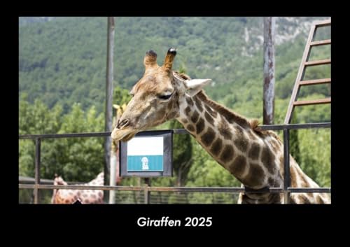 Giraffen 2025 Fotokalender DIN A3: Monatskalender mit Bild-Motiven von Haustieren, Bauernhof, wilden Tieren und Raubtieren Giraffen 2025 Fotokalender DIN A3: Monatskalender mit Bild-Motiven von Haustieren, Bauernhof, wilden Tieren und Raubtieren