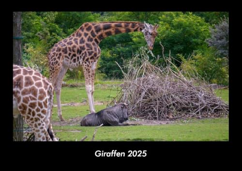 Giraffen 2025 Fotokalender DIN A3: Monatskalender mit Bild-Motiven von Haustieren, Bauernhof, wilden Tieren und Raubtieren Giraffen 2025 Fotokalender DIN A3: Monatskalender mit Bild-Motiven von Haustieren, Bauernhof, wilden Tieren und Raubtieren