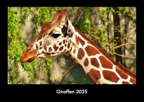 Giraffen 2025 Fotokalender DIN A3: Monatskalender mit Bild-Motiven von Haustieren, Bauernhof, wilden Tieren und Raubtieren Giraffen 2025 Fotokalender DIN A3: Monatskalender mit Bild-Motiven von Haustieren, Bauernhof, wilden Tieren und Raubtieren