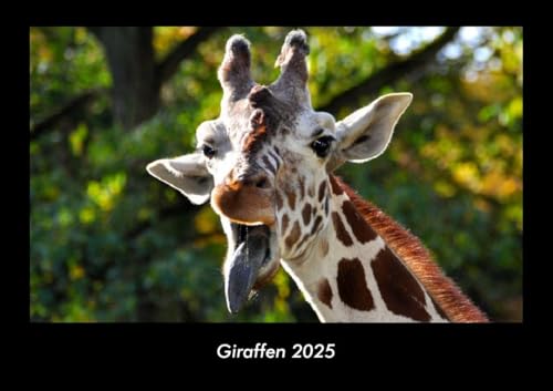 Giraffen 2025 Fotokalender DIN A3: Monatskalender mit Bild-Motiven von Haustieren, Bauernhof, wilden Tieren und Raubtieren Giraffen 2025 Fotokalender DIN A3: Monatskalender mit Bild-Motiven von Haustieren, Bauernhof, wilden Tieren und Raubtieren