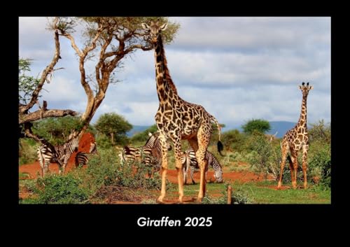 Giraffen 2025 Fotokalender DIN A3: Monatskalender mit Bild-Motiven von Haustieren, Bauernhof, wilden Tieren und Raubtieren Giraffen 2025 Fotokalender DIN A3: Monatskalender mit Bild-Motiven von Haustieren, Bauernhof, wilden Tieren und Raubtieren