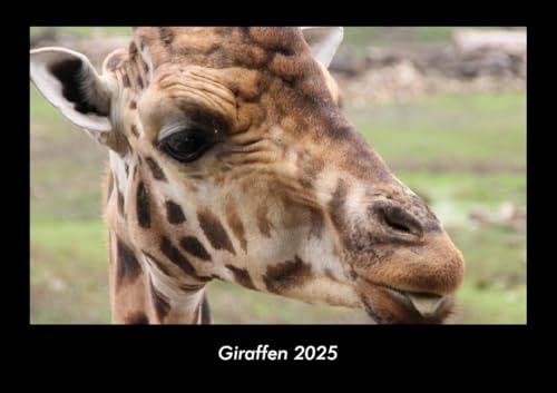 Giraffen 2025 Fotokalender DIN A3: Monatskalender mit Bild-Motiven von Haustieren, Bauernhof, wilden Tieren und Raubtieren Giraffen 2025 Fotokalender DIN A3: Monatskalender mit Bild-Motiven von Haustieren, Bauernhof, wilden Tieren und Raubtieren