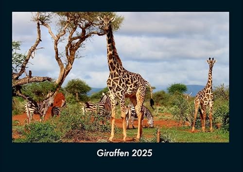 Giraffen 2025 Fotokalender DIN A4: Monatskalender mit Bild-Motiven von Haustieren, Bauernhof, wilden Tieren und Raubtieren Giraffen 2025 Fotokalender DIN A4: Monatskalender mit Bild-Motiven von Haustieren, Bauernhof, wilden Tieren und Raubtieren