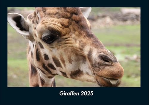 Giraffen 2025 Fotokalender DIN A4: Monatskalender mit Bild-Motiven von Haustieren, Bauernhof, wilden Tieren und Raubtieren Giraffen 2025 Fotokalender DIN A4: Monatskalender mit Bild-Motiven von Haustieren, Bauernhof, wilden Tieren und Raubtieren