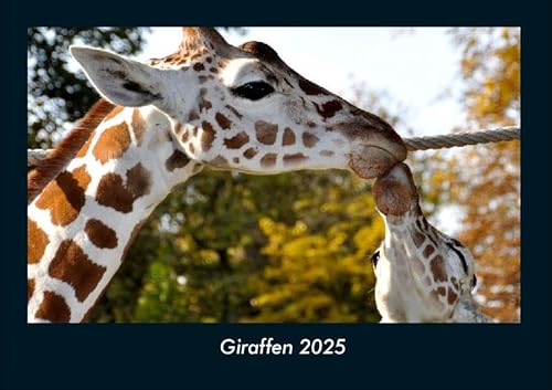 Giraffen 2025 Fotokalender DIN A4: Monatskalender mit Bild-Motiven von Haustieren, Bauernhof, wilden Tieren und Raubtieren Giraffen 2025 Fotokalender DIN A4: Monatskalender mit Bild-Motiven von Haustieren, Bauernhof, wilden Tieren und Raubtieren