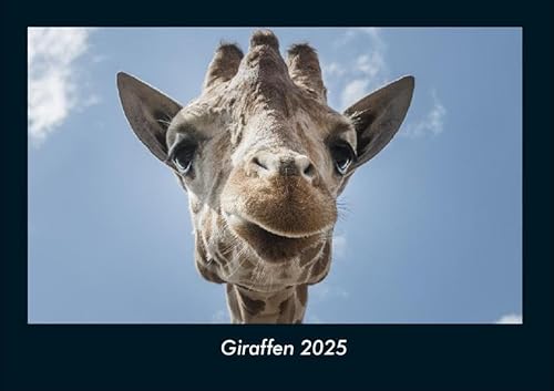 Giraffen 2025 Fotokalender DIN A4: Monatskalender mit Bild-Motiven von Haustieren, Bauernhof, wilden Tieren und Raubtieren Giraffen 2025 Fotokalender DIN A4: Monatskalender mit Bild-Motiven von Haustieren, Bauernhof, wilden Tieren und Raubtieren