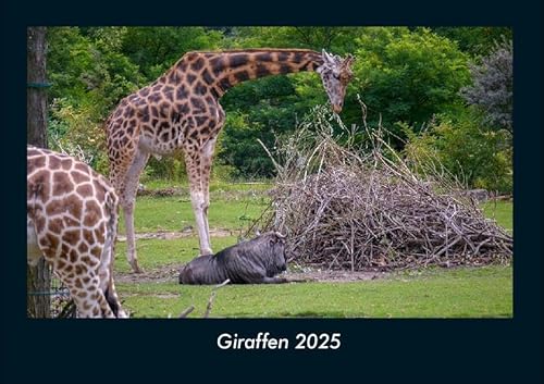 Giraffen 2025 Fotokalender DIN A4: Monatskalender mit Bild-Motiven von Haustieren, Bauernhof, wilden Tieren und Raubtieren Giraffen 2025 Fotokalender DIN A4: Monatskalender mit Bild-Motiven von Haustieren, Bauernhof, wilden Tieren und Raubtieren