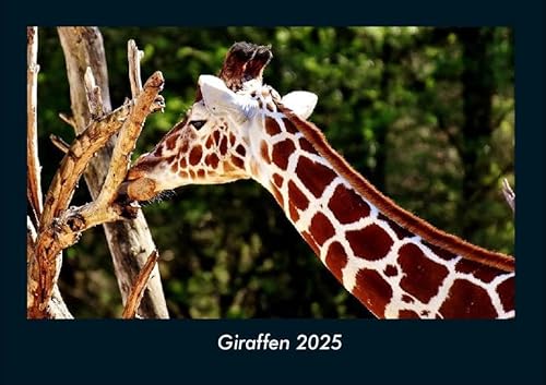Giraffen 2025 Fotokalender DIN A4: Monatskalender mit Bild-Motiven von Haustieren, Bauernhof, wilden Tieren und Raubtieren Giraffen 2025 Fotokalender DIN A4: Monatskalender mit Bild-Motiven von Haustieren, Bauernhof, wilden Tieren und Raubtieren