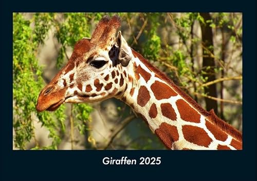 Giraffen 2025 Fotokalender DIN A4: Monatskalender mit Bild-Motiven von Haustieren, Bauernhof, wilden Tieren und Raubtieren Giraffen 2025 Fotokalender DIN A4: Monatskalender mit Bild-Motiven von Haustieren, Bauernhof, wilden Tieren und Raubtieren