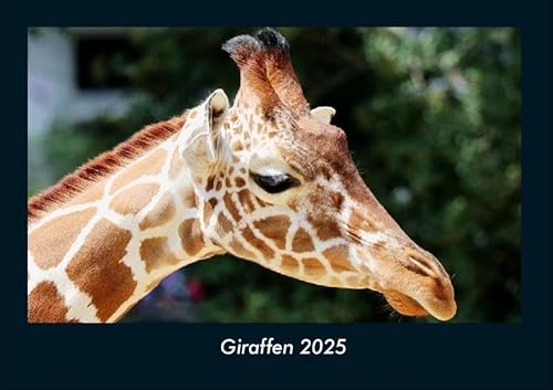 Giraffen 2025 Fotokalender DIN A4: Monatskalender mit Bild-Motiven von Haustieren, Bauernhof, wilden Tieren und Raubtieren Giraffen 2025 Fotokalender DIN A4: Monatskalender mit Bild-Motiven von Haustieren, Bauernhof, wilden Tieren und Raubtieren