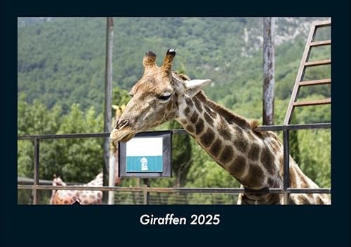 Giraffen 2025 Fotokalender DIN A4: Monatskalender mit Bild-Motiven von Haustieren, Bauernhof, wilden Tieren und Raubtieren Giraffen 2025 Fotokalender DIN A4: Monatskalender mit Bild-Motiven von Haustieren, Bauernhof, wilden Tieren und Raubtieren