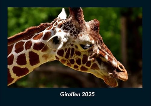 Giraffen 2025 Fotokalender DIN A4: Monatskalender mit Bild-Motiven von Haustieren, Bauernhof, wilden Tieren und Raubtieren Giraffen 2025 Fotokalender DIN A4: Monatskalender mit Bild-Motiven von Haustieren, Bauernhof, wilden Tieren und Raubtieren