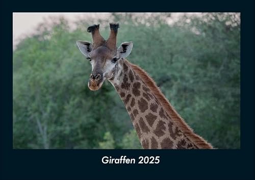 Giraffen 2025 Fotokalender DIN A4: Monatskalender mit Bild-Motiven von Haustieren, Bauernhof, wilden Tieren und Raubtieren Giraffen 2025 Fotokalender DIN A4: Monatskalender mit Bild-Motiven von Haustieren, Bauernhof, wilden Tieren und Raubtieren