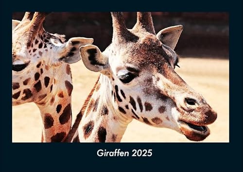 Giraffen 2025 Fotokalender DIN A4: Monatskalender mit Bild-Motiven von Haustieren, Bauernhof, wilden Tieren und Raubtieren Giraffen 2025 Fotokalender DIN A4: Monatskalender mit Bild-Motiven von Haustieren, Bauernhof, wilden Tieren und Raubtieren