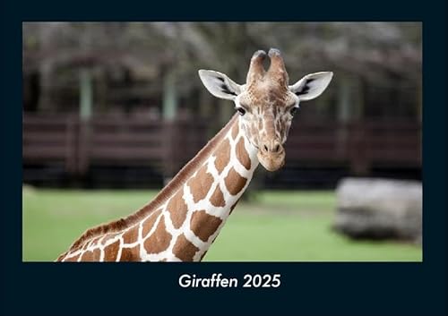 Giraffen 2025 Fotokalender DIN A4: Monatskalender mit Bild-Motiven von Haustieren, Bauernhof, wilden Tieren und Raubtieren Giraffen 2025 Fotokalender DIN A4: Monatskalender mit Bild-Motiven von Haustieren, Bauernhof, wilden Tieren und Raubtieren