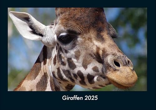 Giraffen 2025 Fotokalender DIN A4: Monatskalender mit Bild-Motiven von Haustieren, Bauernhof, wilden Tieren und Raubtieren Giraffen 2025 Fotokalender DIN A4: Monatskalender mit Bild-Motiven von Haustieren, Bauernhof, wilden Tieren und Raubtieren