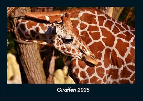 Giraffen 2025 Fotokalender DIN A4: Monatskalender mit Bild-Motiven von Haustieren, Bauernhof, wilden Tieren und Raubtieren Giraffen 2025 Fotokalender DIN A4: Monatskalender mit Bild-Motiven von Haustieren, Bauernhof, wilden Tieren und Raubtieren