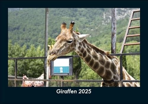 Giraffen 2025 Fotokalender DIN A5: Monatskalender mit Bild-Motiven von Haustieren, Bauernhof, wilden Tieren und Raubtieren Giraffen 2025 Fotokalender DIN A5: Monatskalender mit Bild-Motiven von Haustieren, Bauernhof, wilden Tieren und Raubtieren