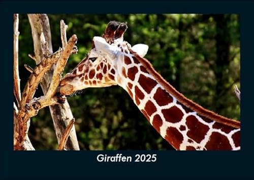 Giraffen 2025 Fotokalender DIN A5: Monatskalender mit Bild-Motiven von Haustieren, Bauernhof, wilden Tieren und Raubtieren Giraffen 2025 Fotokalender DIN A5: Monatskalender mit Bild-Motiven von Haustieren, Bauernhof, wilden Tieren und Raubtieren
