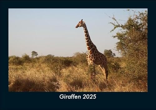Giraffen 2025 Fotokalender DIN A5: Monatskalender mit Bild-Motiven von Haustieren, Bauernhof, wilden Tieren und Raubtieren Giraffen 2025 Fotokalender DIN A5: Monatskalender mit Bild-Motiven von Haustieren, Bauernhof, wilden Tieren und Raubtieren