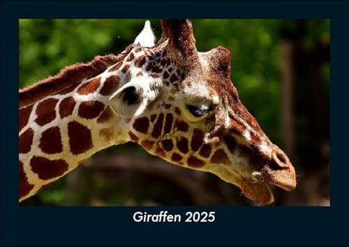 Giraffen 2025 Fotokalender DIN A5: Monatskalender mit Bild-Motiven von Haustieren, Bauernhof, wilden Tieren und Raubtieren Giraffen 2025 Fotokalender DIN A5: Monatskalender mit Bild-Motiven von Haustieren, Bauernhof, wilden Tieren und Raubtieren