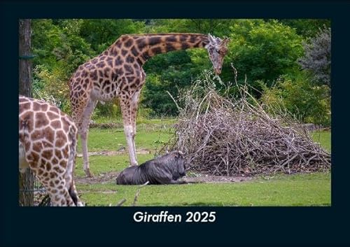 Giraffen 2025 Fotokalender DIN A5: Monatskalender mit Bild-Motiven von Haustieren, Bauernhof, wilden Tieren und Raubtieren Giraffen 2025 Fotokalender DIN A5: Monatskalender mit Bild-Motiven von Haustieren, Bauernhof, wilden Tieren und Raubtieren