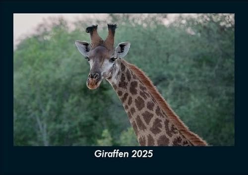 Giraffen 2025 Fotokalender DIN A5: Monatskalender mit Bild-Motiven von Haustieren, Bauernhof, wilden Tieren und Raubtieren Giraffen 2025 Fotokalender DIN A5: Monatskalender mit Bild-Motiven von Haustieren, Bauernhof, wilden Tieren und Raubtieren