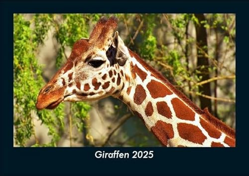Giraffen 2025 Fotokalender DIN A5: Monatskalender mit Bild-Motiven von Haustieren, Bauernhof, wilden Tieren und Raubtieren Giraffen 2025 Fotokalender DIN A5: Monatskalender mit Bild-Motiven von Haustieren, Bauernhof, wilden Tieren und Raubtieren