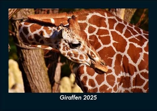 Giraffen 2025 Fotokalender DIN A5: Monatskalender mit Bild-Motiven von Haustieren, Bauernhof, wilden Tieren und Raubtieren Giraffen 2025 Fotokalender DIN A5: Monatskalender mit Bild-Motiven von Haustieren, Bauernhof, wilden Tieren und Raubtieren